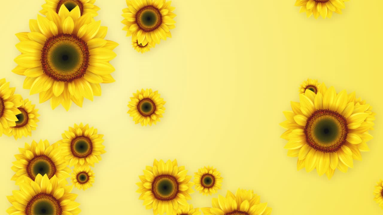 Beautiful yellow sunflowers falling top to bottom 3d flower animation background hello summer nature