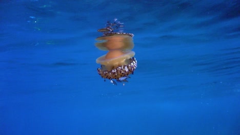 egg-yolk jellyfish drifting below surface in the mediterranean sea