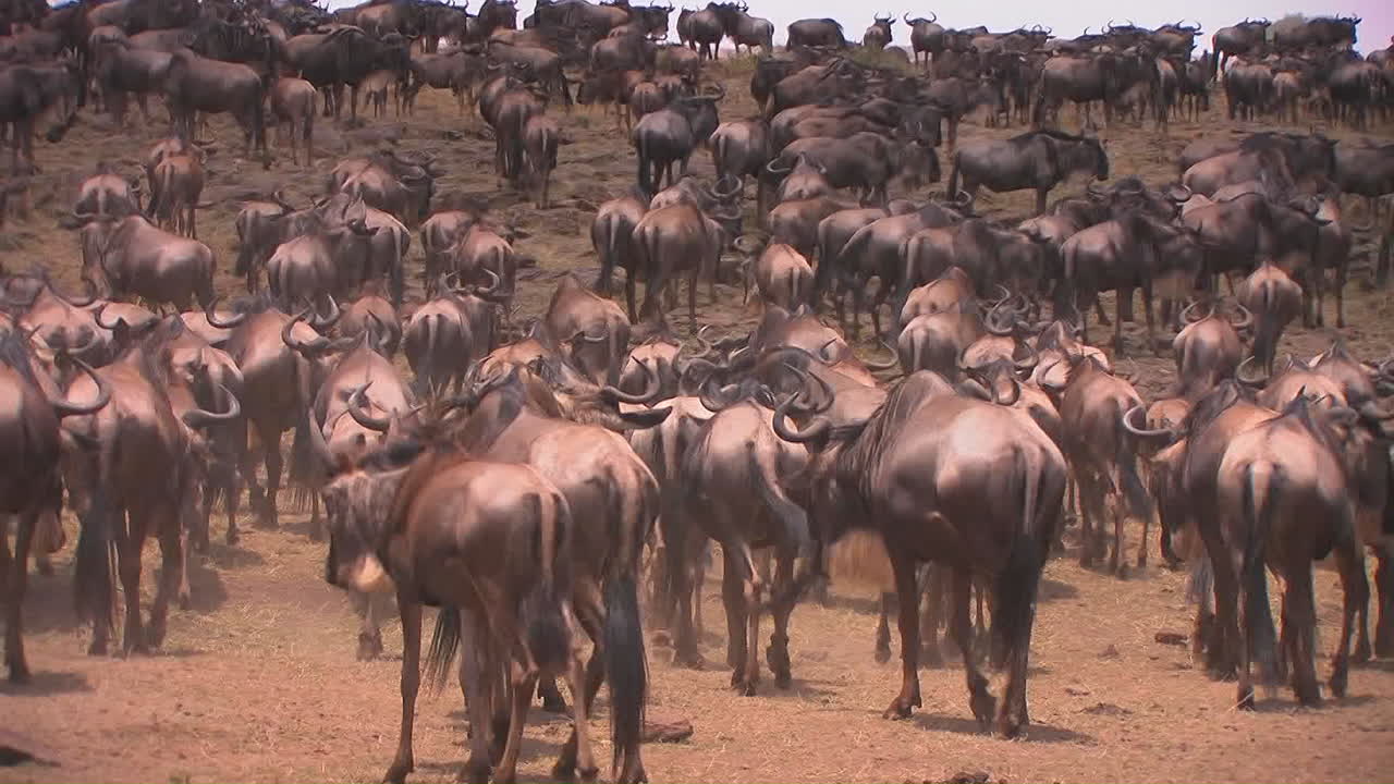 A herd of wildebeest gather on an open plain