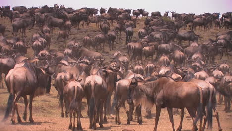 Eine-Herde-Gnus-Sammelt-Sich-Auf-Einer-Offenen-Ebene