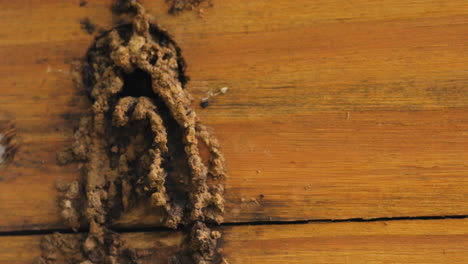 stingless bee arriving at nest and entering it