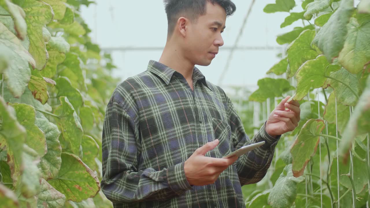 Asian Farmer Checking Melon'S Leaf And Documenting Data The Yield And Growth Of Melons In Organic Farms With Tablet. Agriculture Or Cultivation Concept