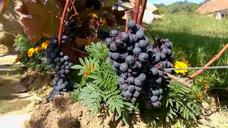 red grapes growing around a thick metallic wire with yellow flowers in between