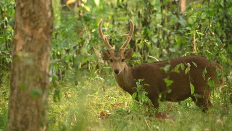 ciervo cerdo indio parado mirando directamente a la cámara, hyelaphus porcinus