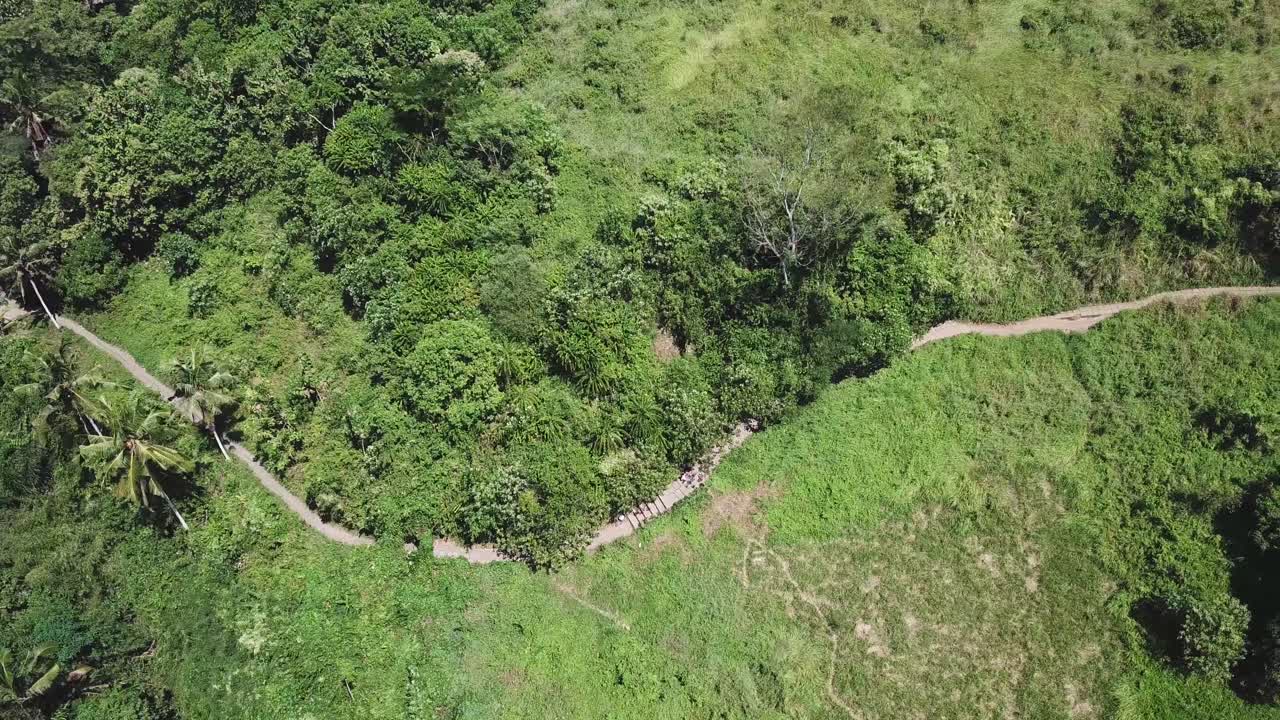 antena: volando sobre un camino de tierra de un bosque vacío con abetos altos que crecen a ambos lados en una naturaleza exuberante en un día soleado de verano