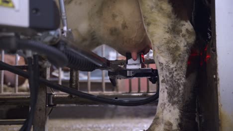 a milking cow in process of being milked by a robotic machine - close up, static shot