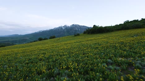 wildflower meadow in utah mountain field in the summer, aerial drone flight