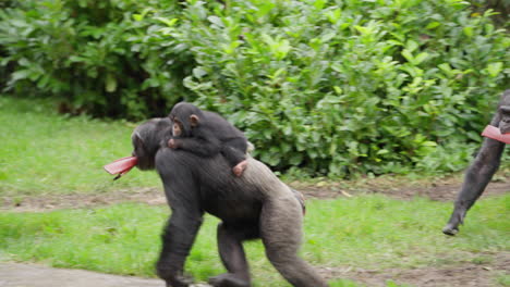 cute baby western chimpanzee being carried on family members back in the rain whilst they hold wood followed by other members of troop outside of zoo habitat surrounded by green foliage