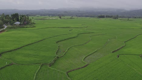 Scenic-shot-of-green-rice-paddies-with-local-people-at-Sumba-island-Indonesia,-aerial