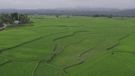 foto panorámica de campos de arroz verdes con la gente local en la isla de sumba indonesia, aérea