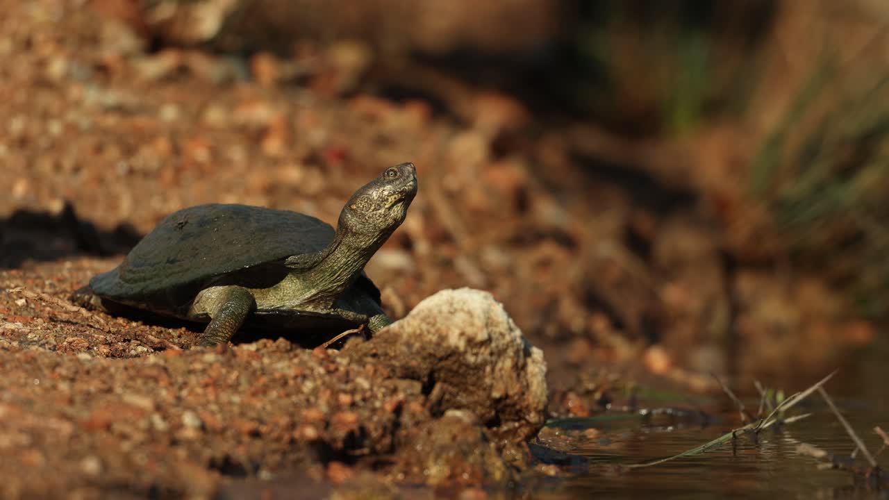 A close shot of a terrapin sun basking at the water's edge. Filmed from a low angle in the Greater Kruger