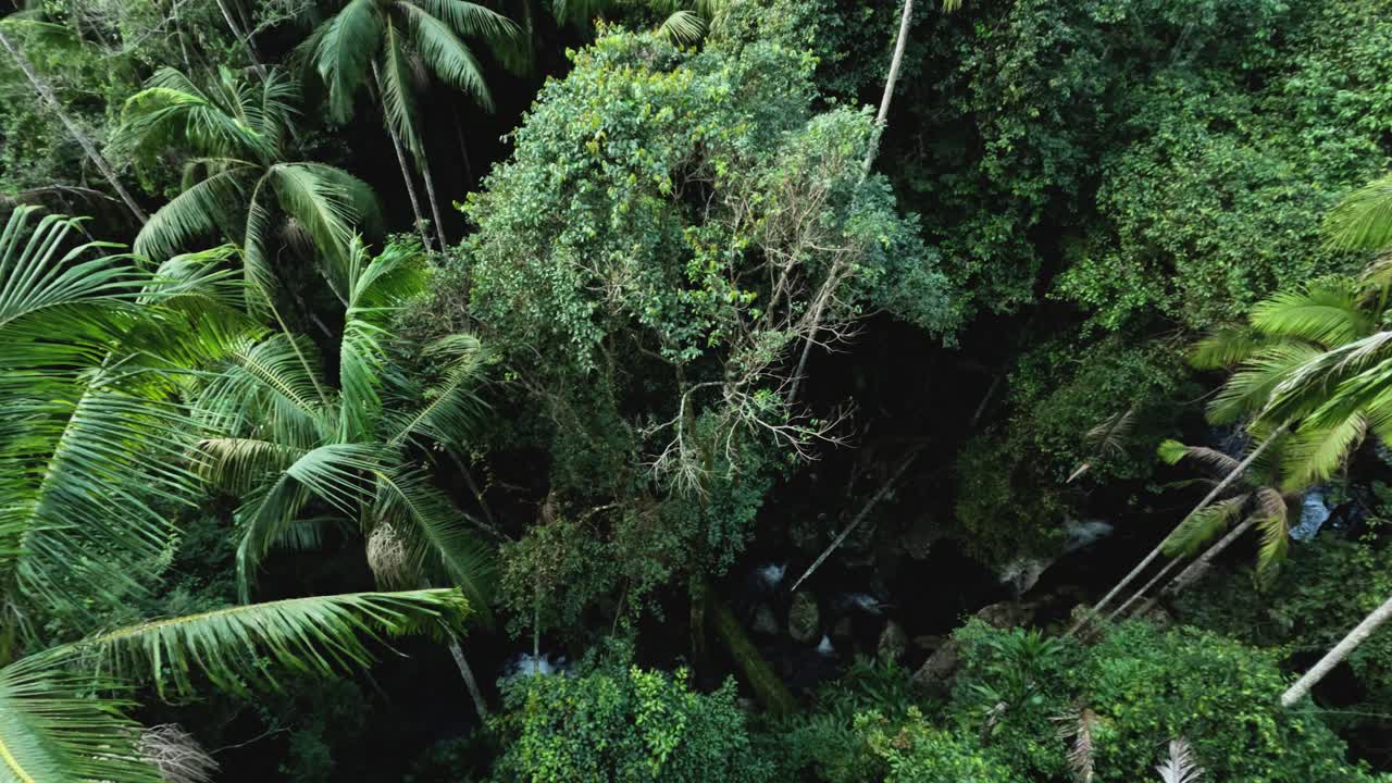 vista aérea de un denso bosque y un arroyo