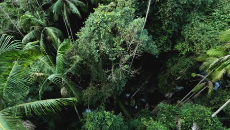 aerial view of dense forest and stream