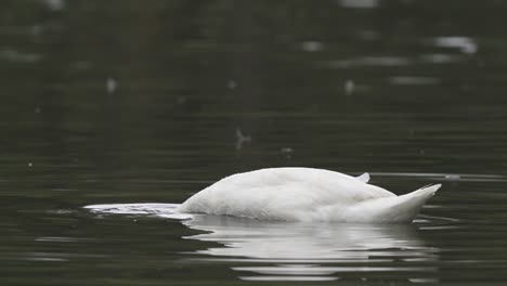 primer plano de un cisne de cuello negro flotando en un estanque mientras hunde la cabeza bajo el agua en busca de comida