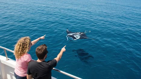 a pair of enthralled observers admire a graceful manta ray gliding through the sparkling ocean waters beneath a brilliant blue sky