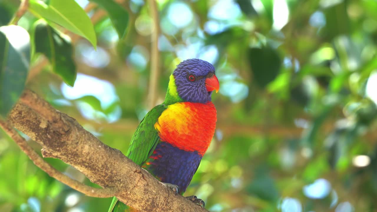 야생 무지개 lorikeet, trichoglossus moluccanus 아름다운 햇빛 아래 녹색 단풍 배경에 나무 가지에 그친, 생생한 깃털을 가진 호주 앵무새