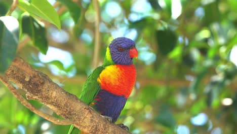 Lorikeet-Arcoíris-Salvaje,-Trichoglossus-Moluccanus-Posado-En-La-Rama-De-Un-árbol-Contra-Follajes-Verdes-Fondo-Bokeh-Bajo-La-Hermosa-Luz-Del-Sol,-Loro-Australasiano-Con-Plumaje-Vibrante