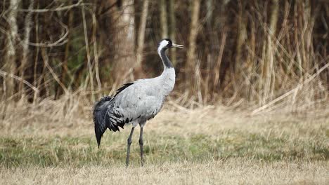 Crane-bird-cleaning-feathers-in-spring-dry-grass-meadow-close-up