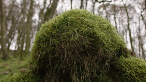 moss on the forest floor