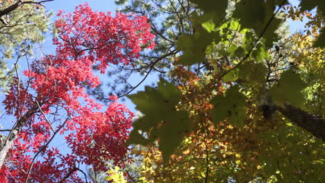 Looking-up-at-colorful-fall-leaves-in-the-autumn