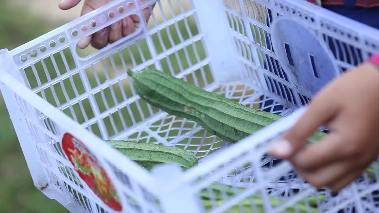 호박 공장, 태국 호박 공장