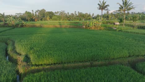 Disparo-Aéreo-De-Un-Dron-Volando-Sobre-Arrozales-Al-Amanecer-En-Ubud-Bali-Con-Palmeras-En-El-Horizonte