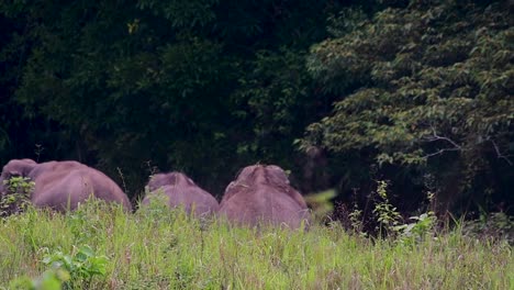 the asiatic elephants are endangered species and they are also residents of thailand