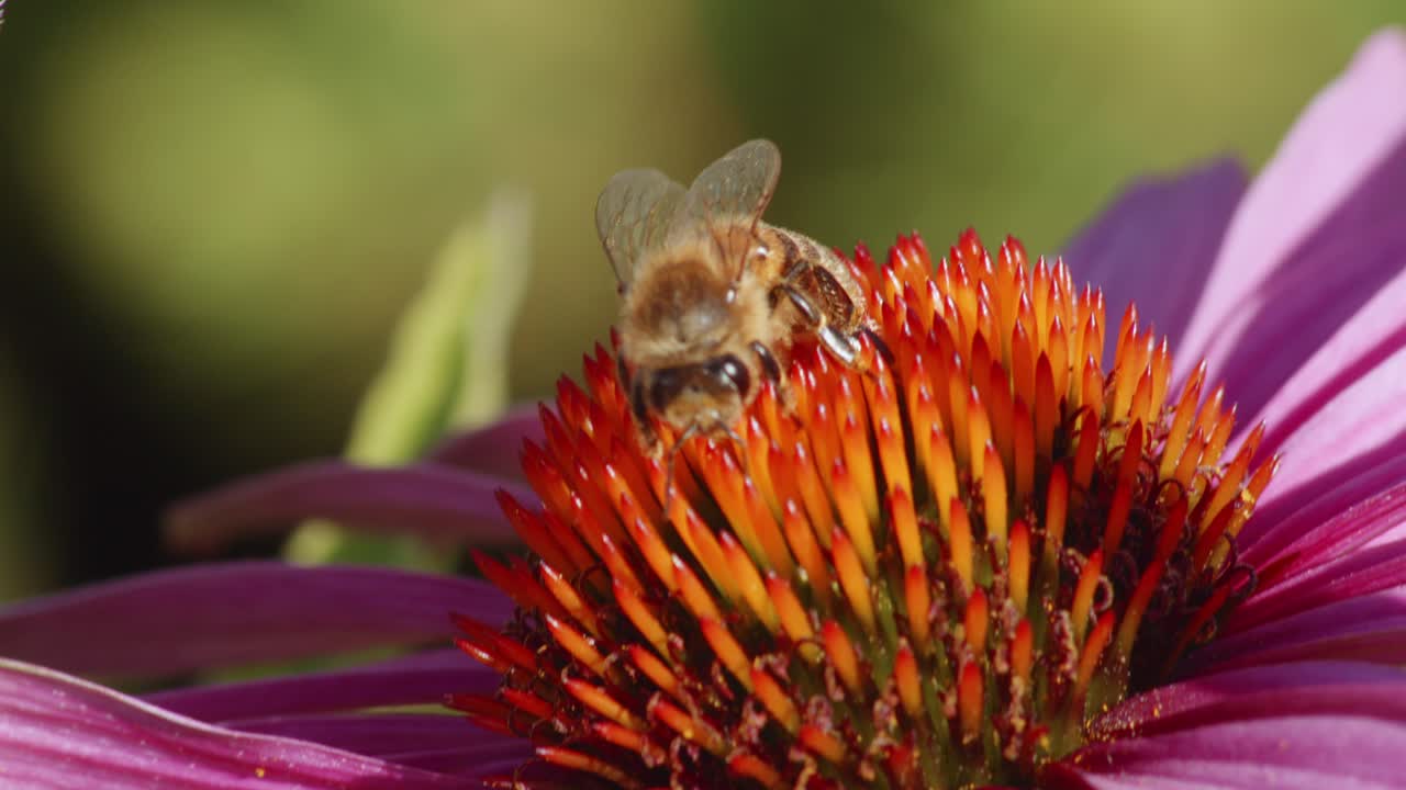 la abeja melífera camina sobre una flor común de estornudos en un campo