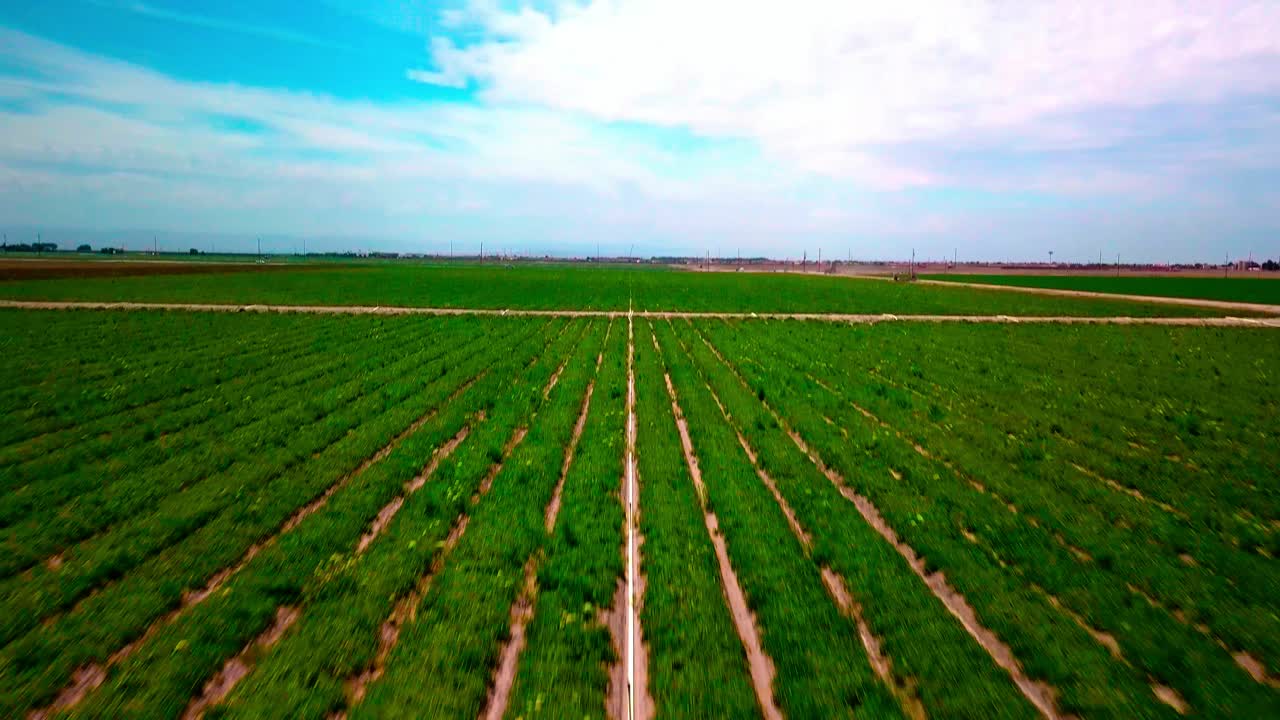 Bird's eye view while following lines of crops and then tilt up to reveal fields. 4K