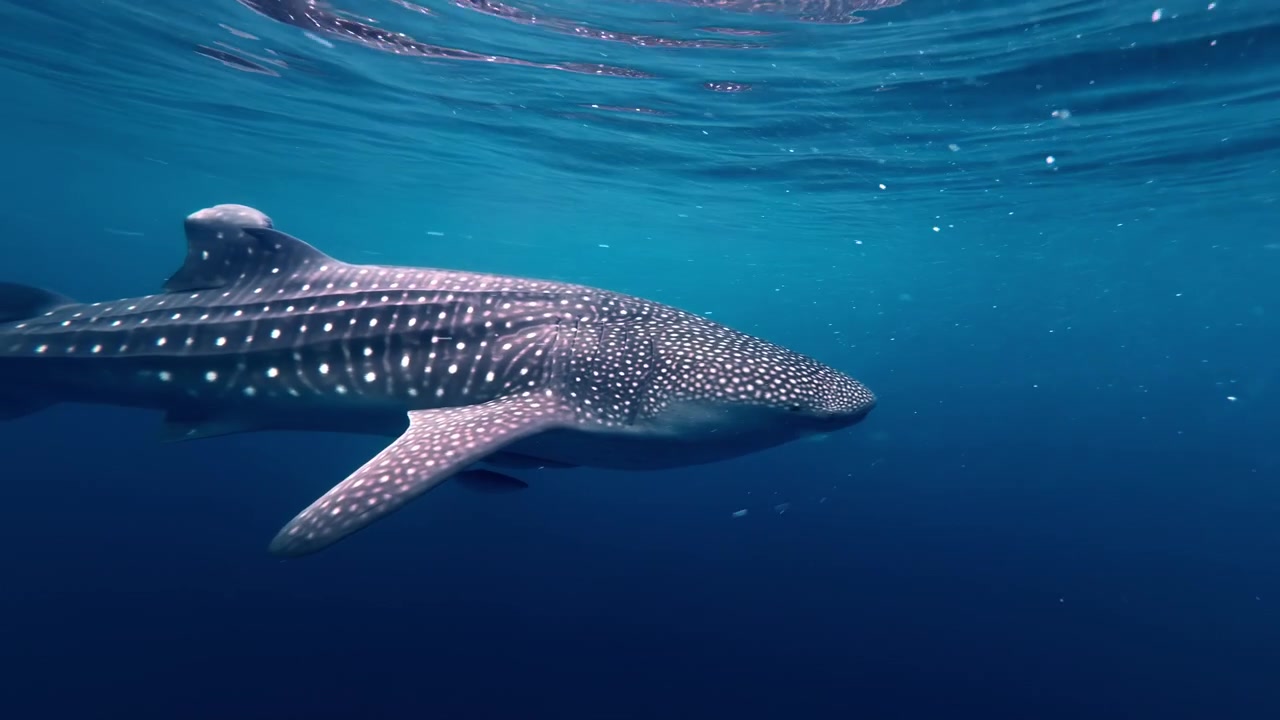 Ein majestätischer Walhai schwimmt friedlich knapp unter der Meeresoberfläche in den blauen Gewässern der Sogod Bucht, Philippinen