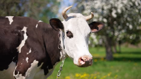 black and white cow with a chain on the neck stands in the meadow. numerous flies stick to the animal and cow turns its head to get rid of nasty insects.