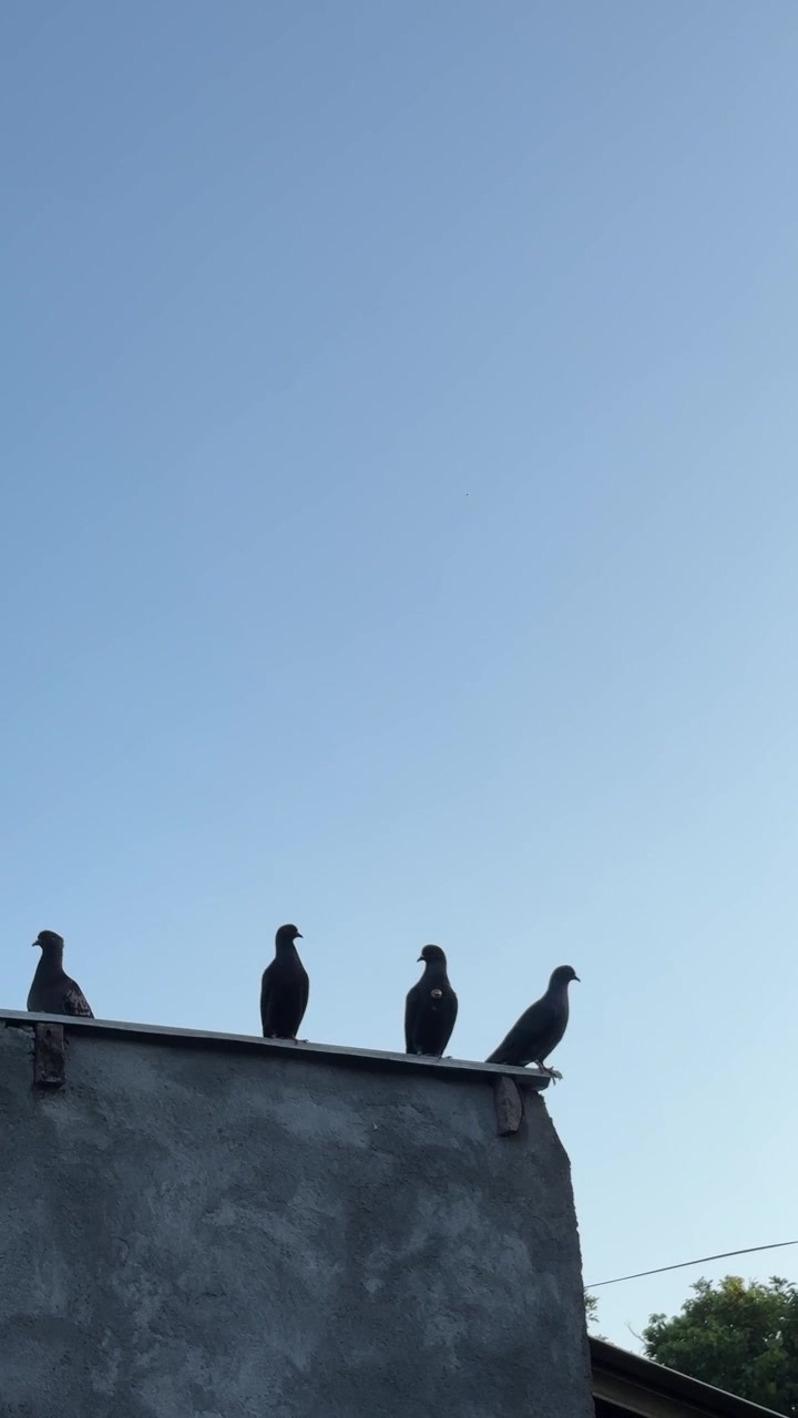 Gruppo di piccioni appollaiati su un tetto di cemento contro un cielo azzurro limpido