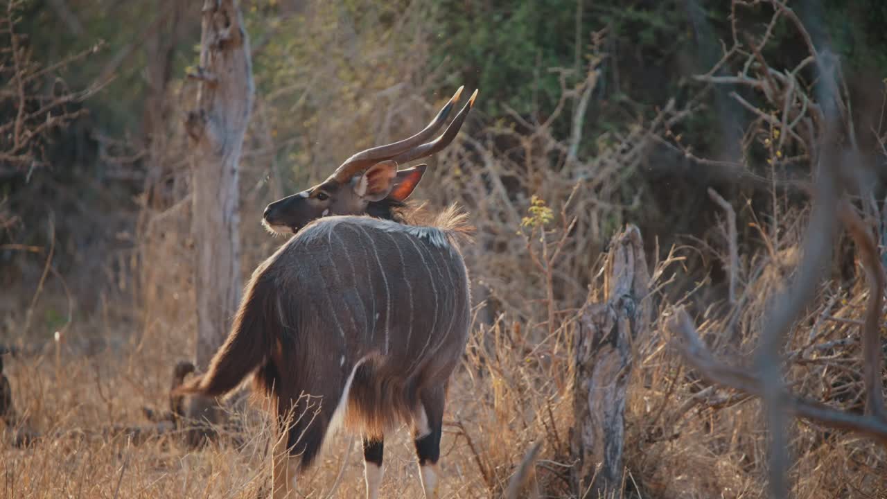 Nyala in African Savanna