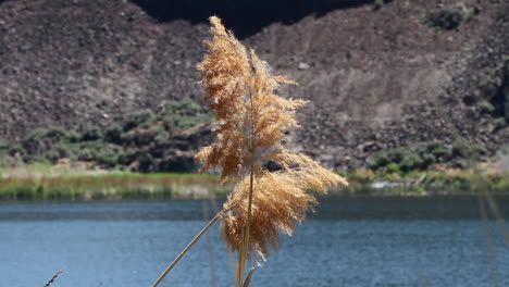 la hierba de las pampas sopla en la brisa antes del lago desenfocado y la roca de la pendiente