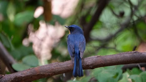 looking to the left exposing its lovely blue feathers on its back and also showing a bit of its orange throat, indochinese blue flycatcher cyornis sumatrensis male, thailand