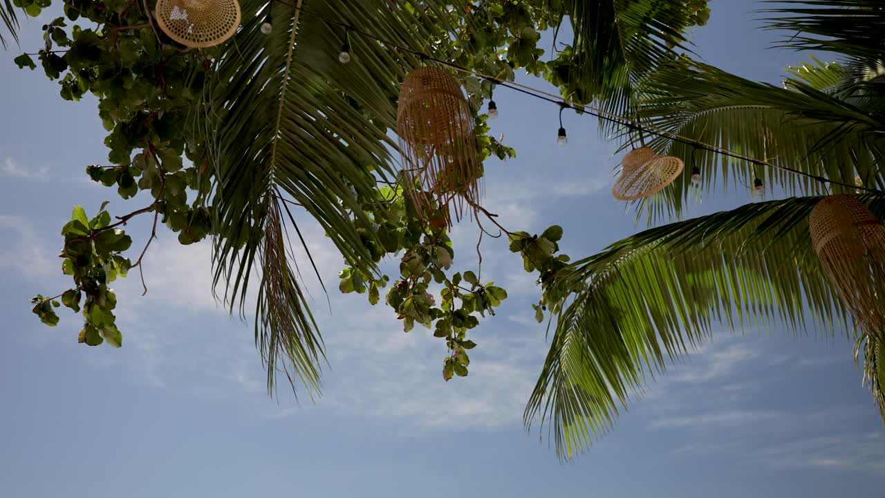 은 파란 하늘 아래 울창한 열대 잎을 바라보며