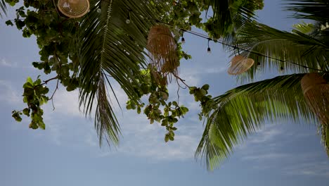mirando las exuberantes hojas de palma tropical bajo un cielo azul claro
