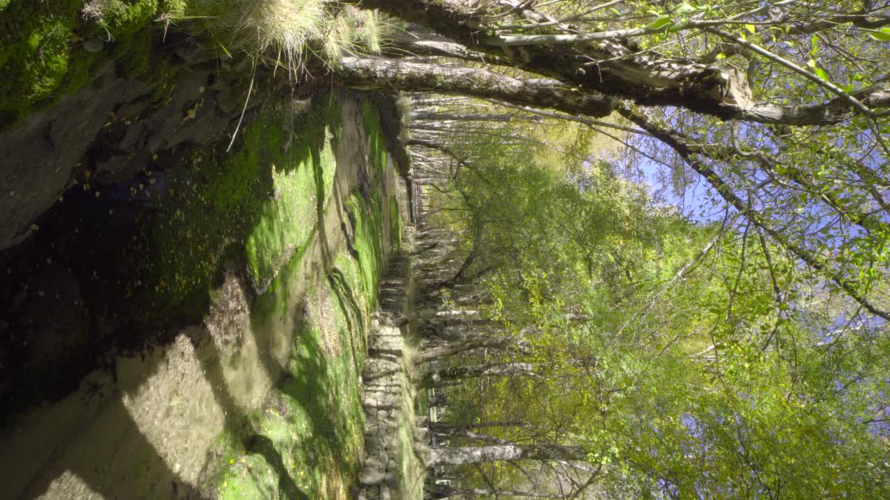 río en un bosque verde, en serra da estrela, portugal en vertical