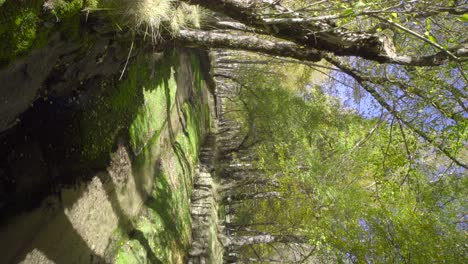 Río-En-Un-Bosque-Verde,-En-Serra-Da-Estrela,-Portugal-En-Vertical