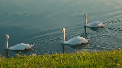 Swans-gracefully-swimming-near-a-grassy-lakeshore-at-sunset-in-Jarun-Lake,-Zagreb-Croatia