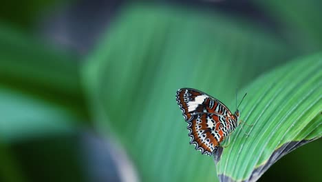 butterfly resting on a green leaf