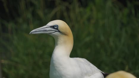 Basstölpel,-Der-Den-Hals-Streckt-Und-Die-Flügel-Ausbreitet