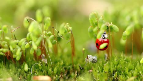 Vida-Silvestre-De-Cerca-De-Una-Mariquita-En-La-Hierba-Verde-En-El-Bosque