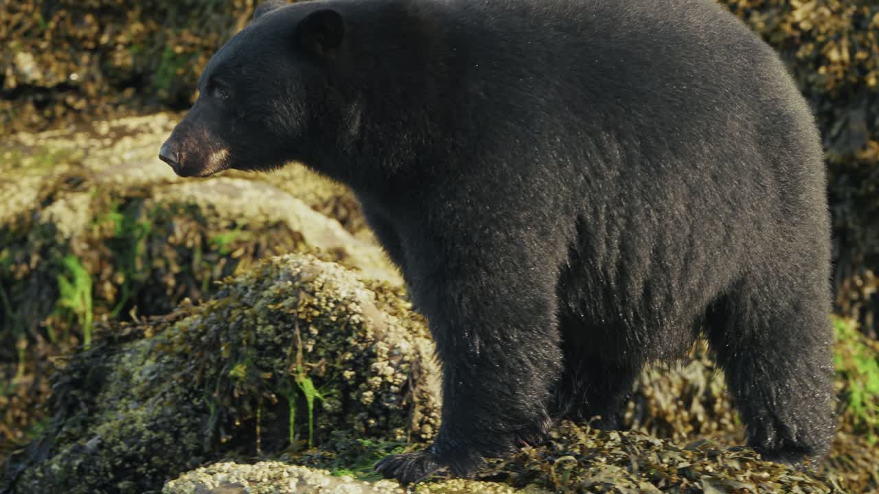 Un enorme orso nero dell'isola di Vancouver cerca cibo in un fiume roccioso vicino a Port Hardy, nella Columbia Britannica, in Canada. Ripresa al rallentatore