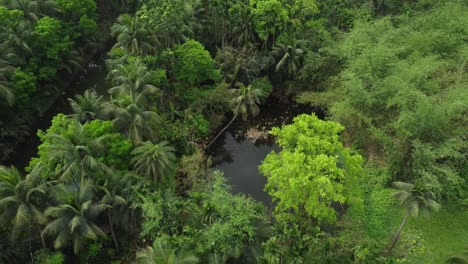 aerial or top view of deep green forest or jungle