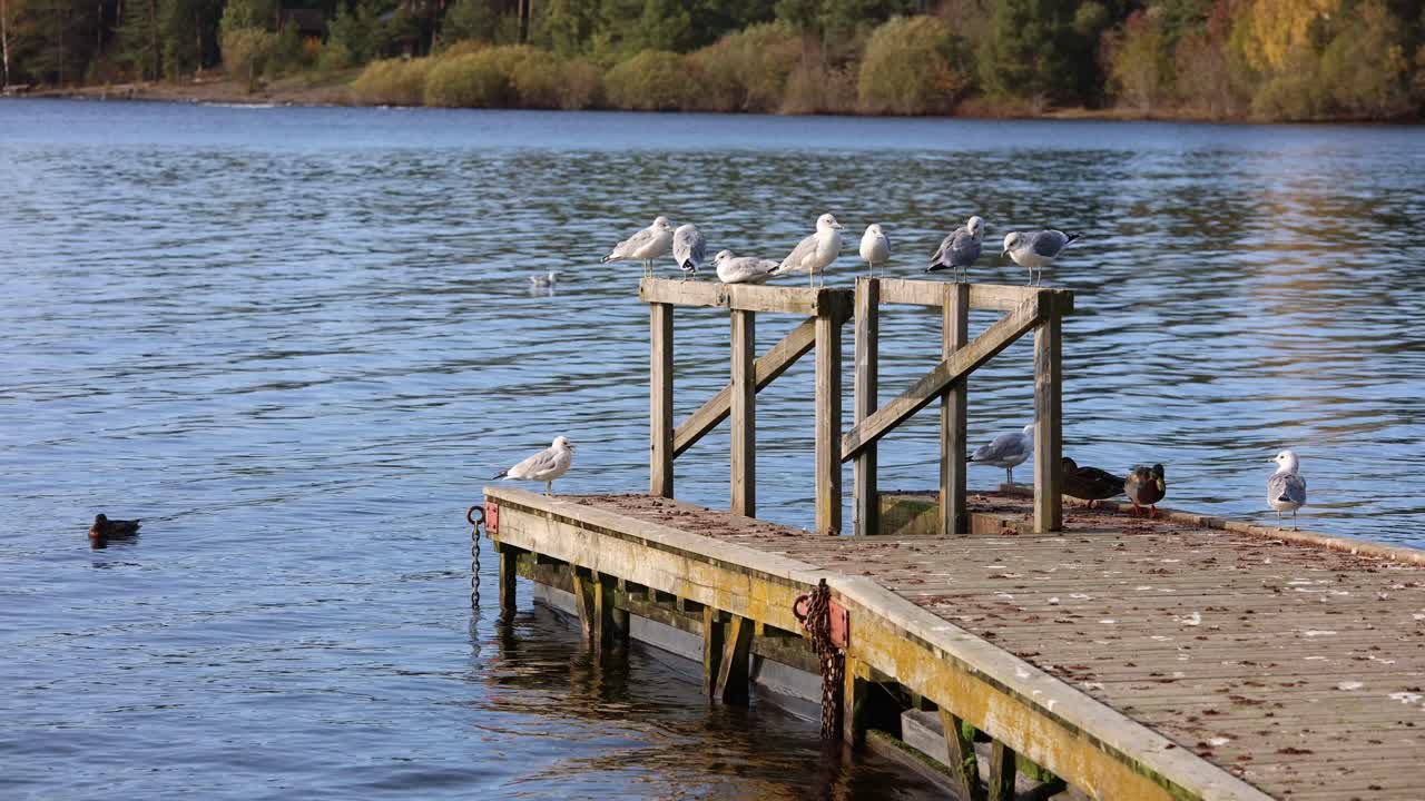 Seagulls, ducks on floating dock in pond on bright autumn day