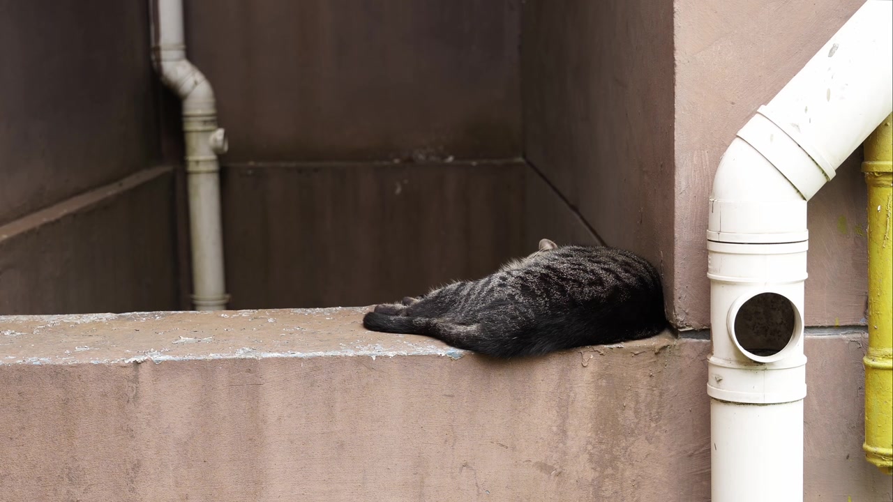 Documentario sui gatti - Un gatto soriano randagio che dorme su un pilastro orizzontale vicino a un edificio cinese locale (4K)
