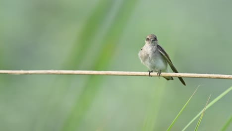 riparia chinensis engaged in feather maintenance on branch