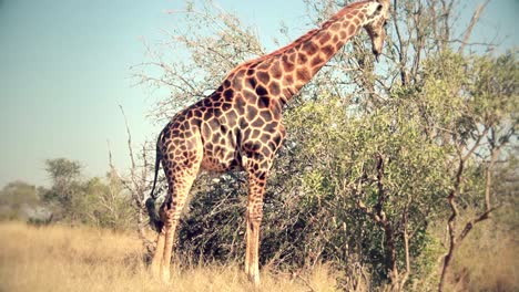 Eine-Sehr-Seltene-Schwarze-Giraffe,-Die-Frei-In-Afrika-Läuft