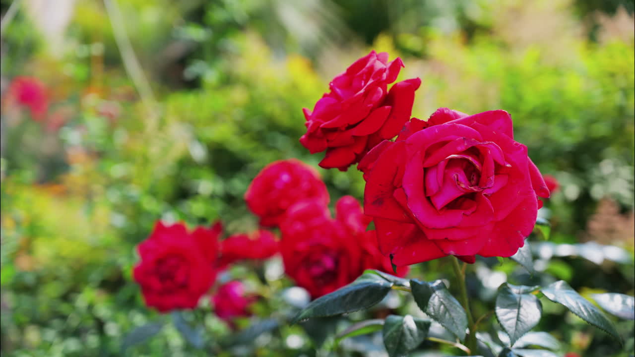 Close up of red roses with a blurred garden on the background